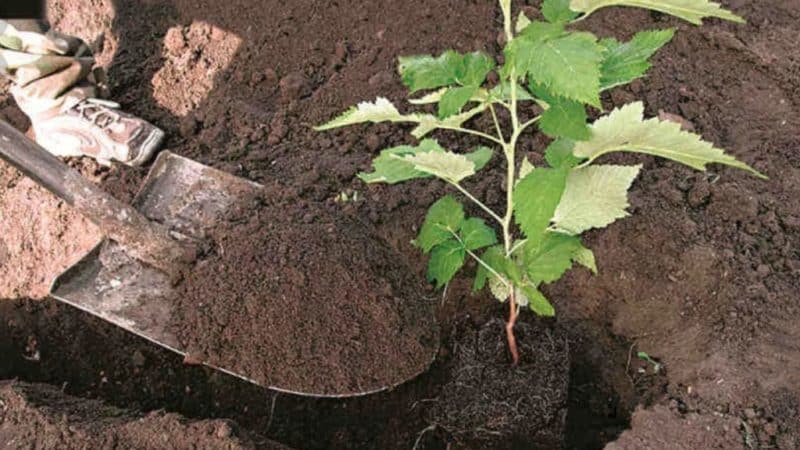 How to care for remontant raspberries in the fall