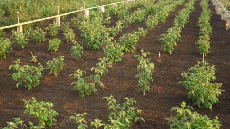 Step-by-step instructions on how to plant raspberries in spring correctly for beginner gardeners