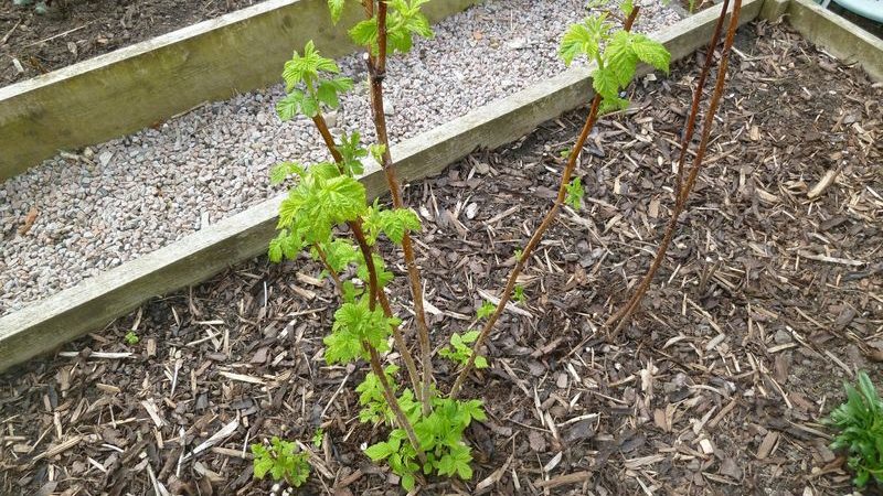 Step-by-step instructions on how to plant raspberries in spring correctly for beginner gardeners