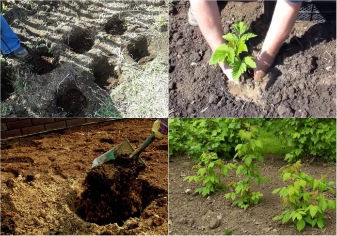 Step-by-step instructions on how to plant raspberries in spring correctly for beginner gardeners