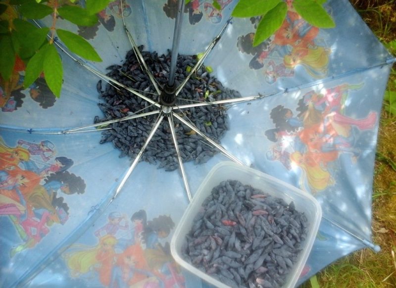Popular resistant variety of honeysuckle Fianit