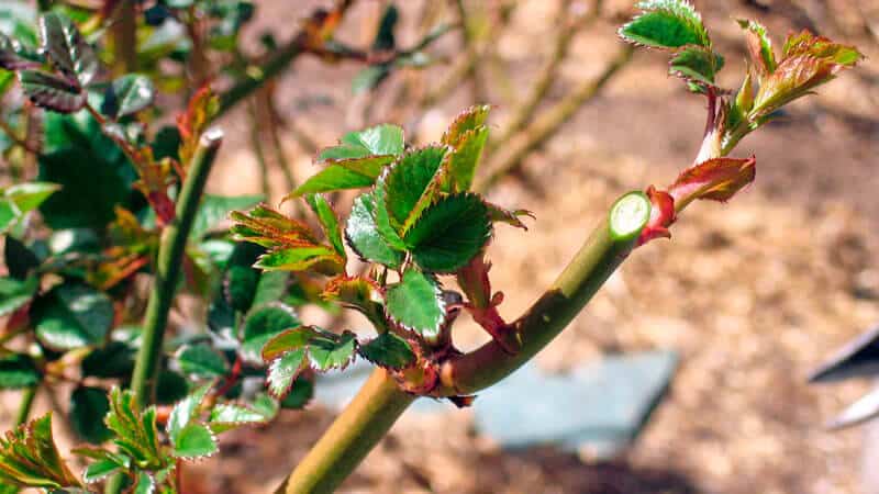 A guide for beginner gardeners: how to care for roses in spring