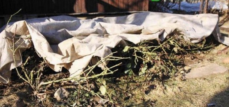 A guide for beginner gardeners: how to care for roses in spring