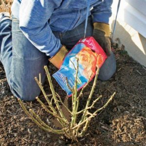 A guide for beginner gardeners: how to care for roses in spring