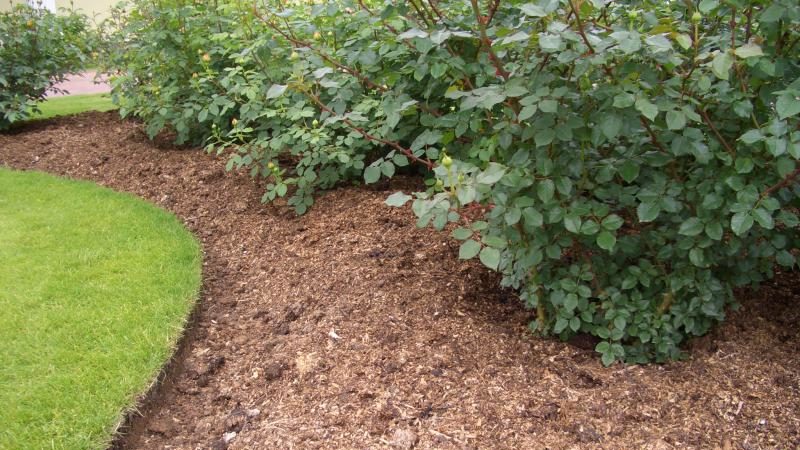 A guide for beginner gardeners: how to care for roses in spring