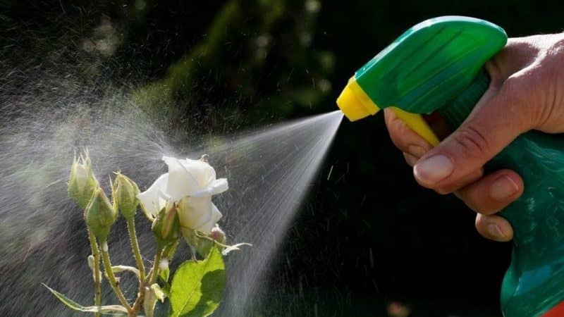 A guide for beginner gardeners: how to care for roses in spring