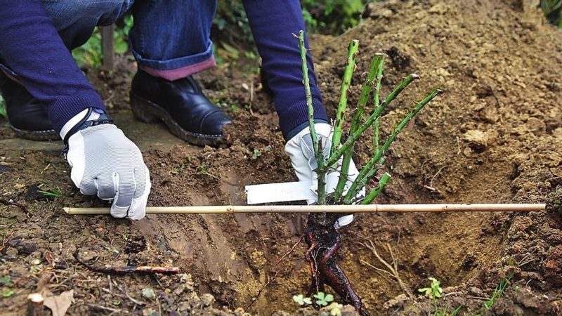 A guide for beginner gardeners: how to care for roses in spring