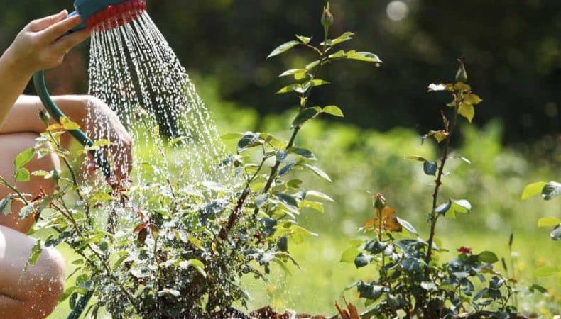 A guide for beginner gardeners: how to care for roses in spring