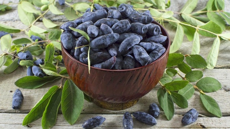What year after planting does honeysuckle bear fruit?