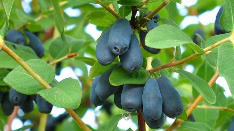 What do honeysuckle berries taste like: description of taste qualities