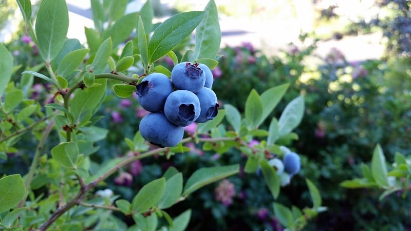 What do honeysuckle berries taste like: description of taste qualities