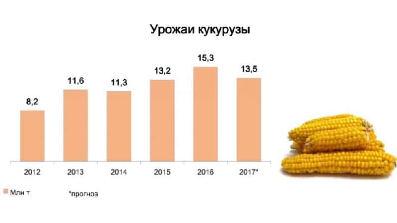 What is the corn yield per 1 hectare: average, influence of the type of variety or hybrid and other factors