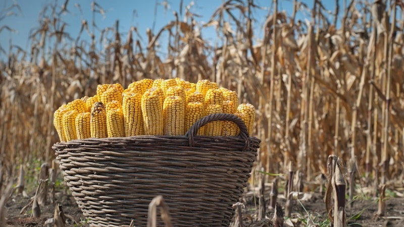 What is the corn yield per 1 hectare: average, influence of the type of variety or hybrid and other factors