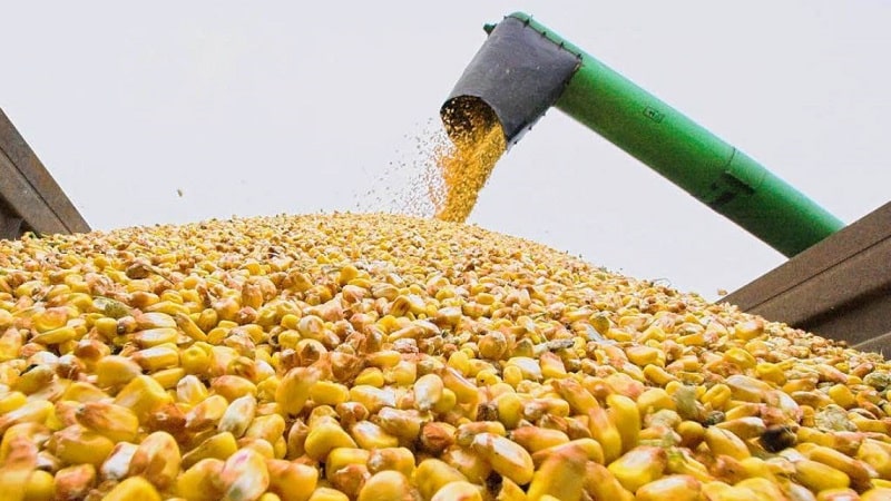 What is the corn yield per 1 hectare: average, influence of the type of variety or hybrid and other factors