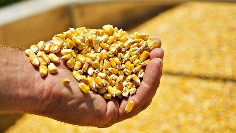 What is the corn yield per 1 hectare: average, influence of the type of variety or hybrid and other factors