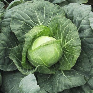 Early maturing cabbage hybrid Parel f1
