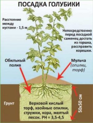 Instructions for planting blueberry seedlings in open ground in spring