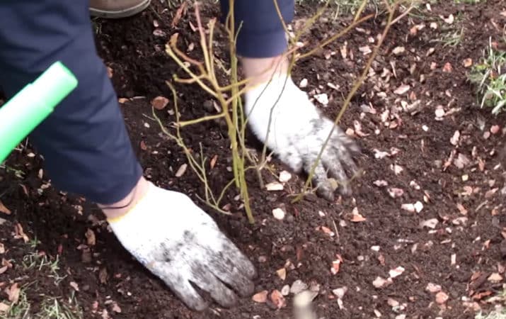 Instructions for planting blueberry seedlings in open ground in spring