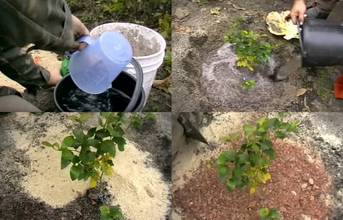 Instructions for planting blueberry seedlings in open ground in spring