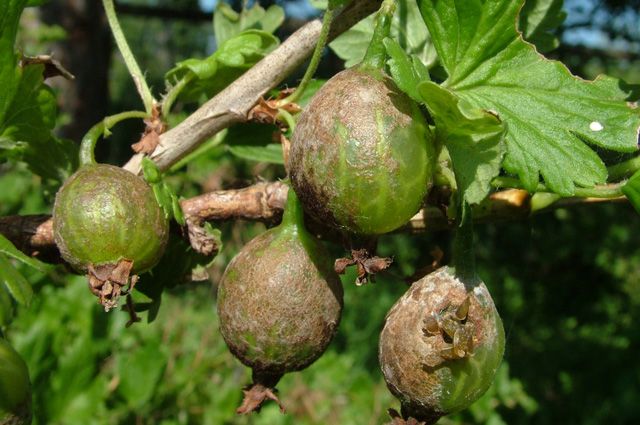 Why there are no berries on gooseberries and how to fix it