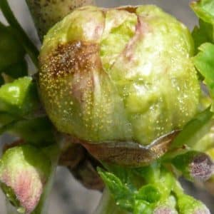 The most effective measures to combat bud mite on currants in spring