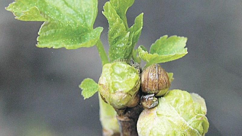 The most effective measures to combat bud mite on currants in spring