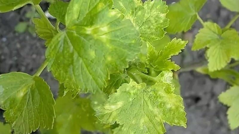 What to do if gooseberries are covered with a brown coating, how to save the harvest