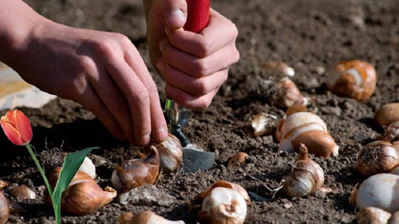We are planning to plant a garden: is it possible to plant tulips in the spring, and when will they bloom?
