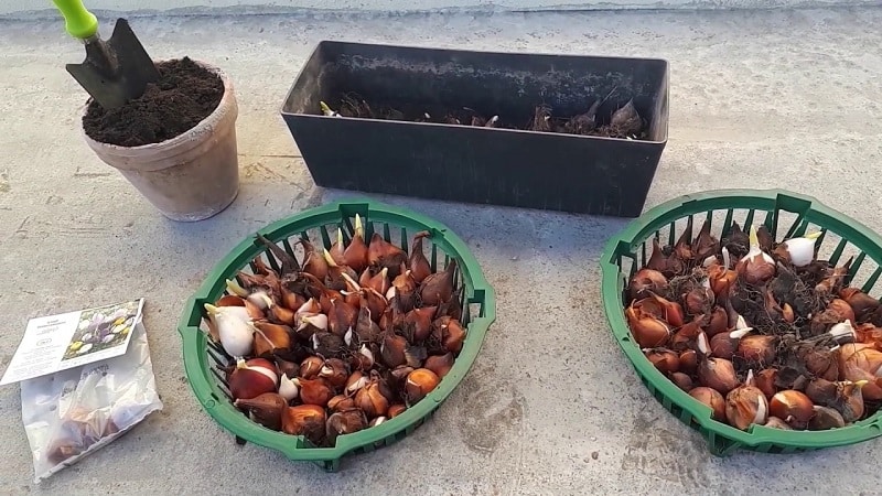 We are planning to plant a garden: is it possible to plant tulips in the spring, and when will they bloom?