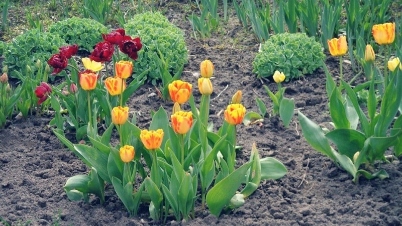 We are planning to plant a garden: is it possible to plant tulips in the spring, and when will they bloom?