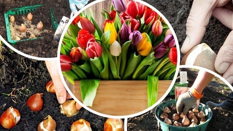 We are planning to plant a garden: is it possible to plant tulips in the spring, and when will they bloom?
