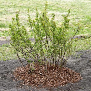mulching honeysuckle