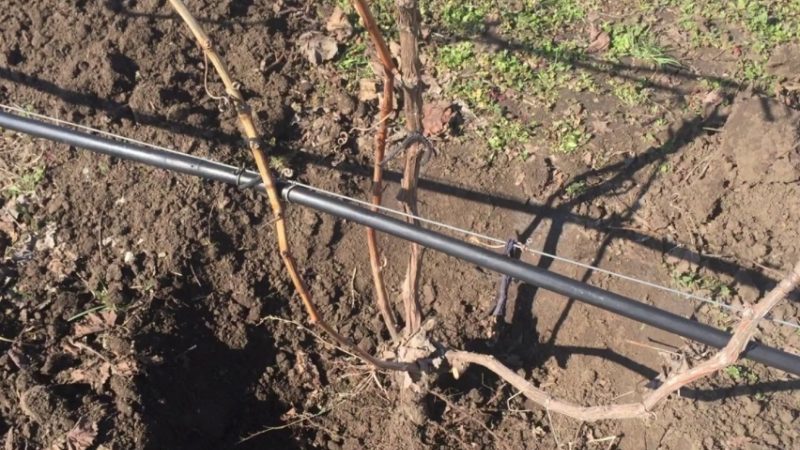 When and how to prune grapes correctly in spring for beginners step by step: instructions and diagrams