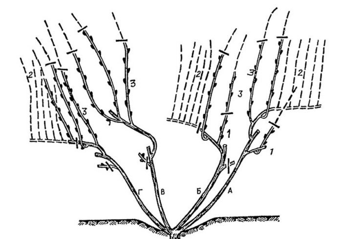 When and how to prune grapes correctly in spring for beginners step by step: instructions and diagrams