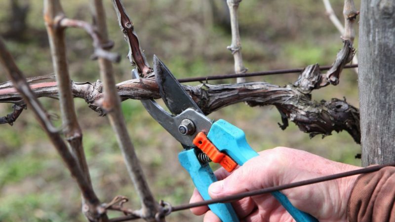 When and how to prune grapes correctly in spring for beginners step by step: instructions and diagrams
