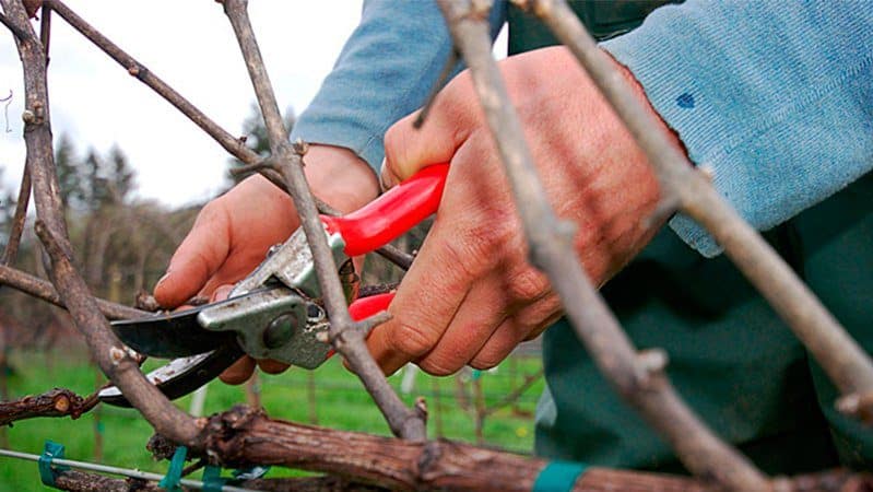 When and how to prune grapes correctly in spring for beginners step by step: instructions and diagrams