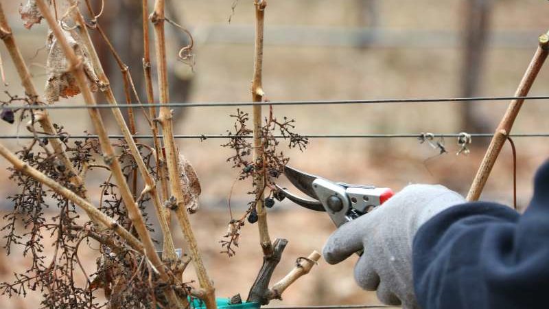 When and how to prune grapes correctly in spring for beginners step by step: instructions and diagrams