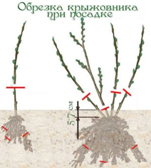 Gooseberry pruning: goals, timing, technology
