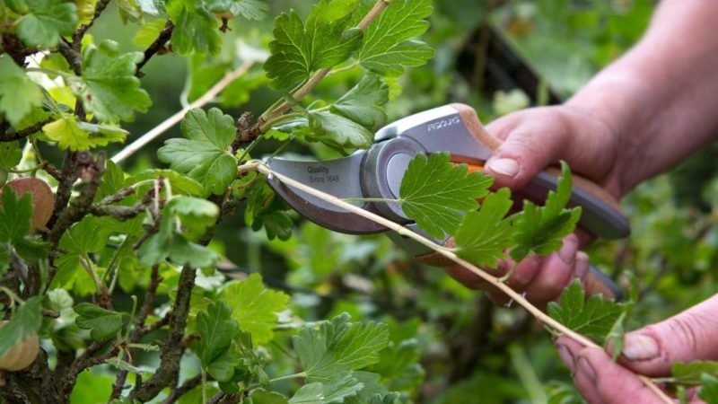 Why there are no berries on gooseberries and how to fix it