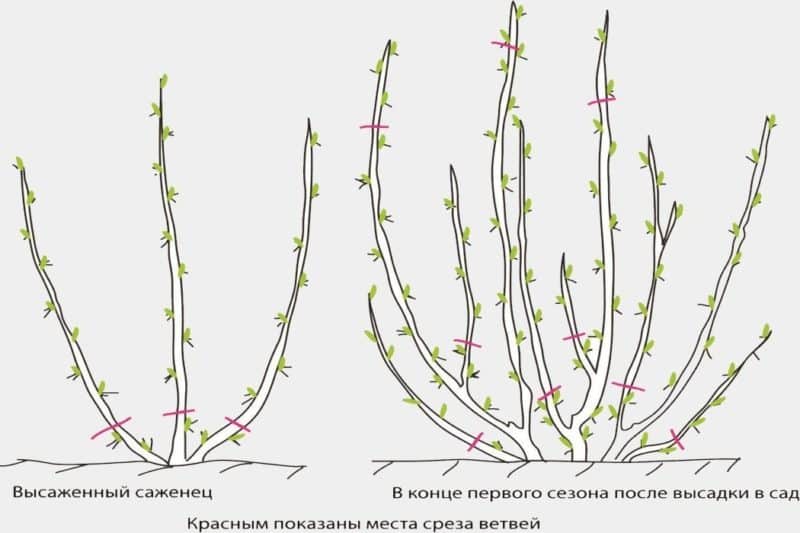 Gooseberry pruning: goals, timing, technology