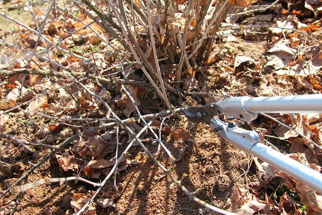 Gooseberry pruning: goals, timing, technology