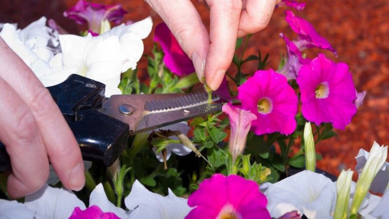 Why do you need to prune petunia in the middle of summer and how to do it correctly