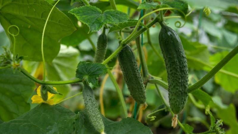 Various methods and schemes for forming cucumbers in open ground: instructions for beginners