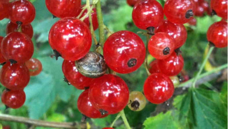 When to pick redcurrants and how to do it quickly