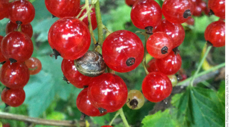 The most effective measures to combat bud mite on currants in spring