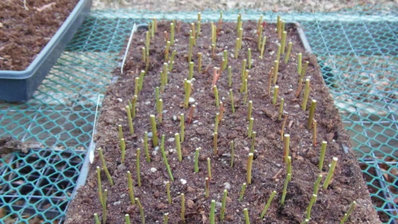 Instructions for planting blueberry seedlings in open ground in spring