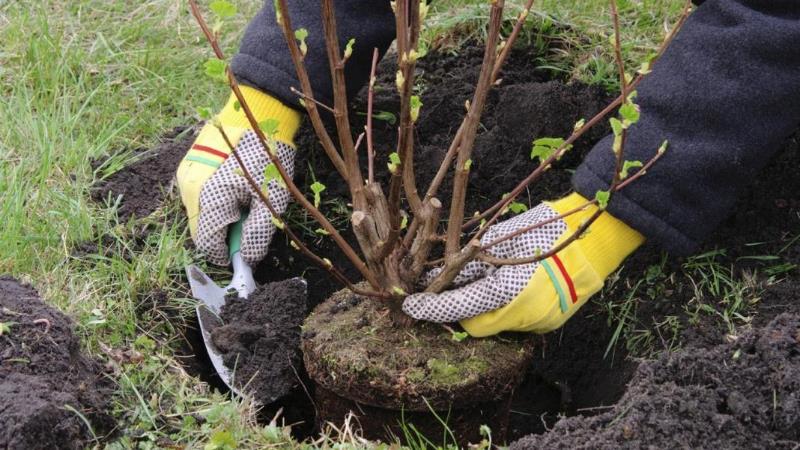 The best time to plant fruit trees in the Moscow region: plant in spring or autumn?