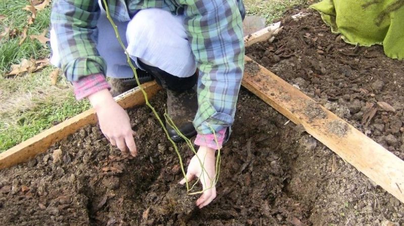 Step-by-step instructions for transplanting blueberries to a new location in spring