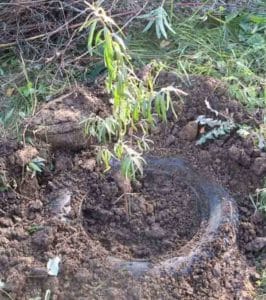 A guide to planting sea buckthorn seedlings in spring: how to arrange and plant the bushes so that they bear fruit