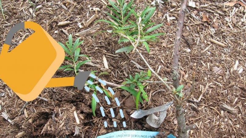 A guide to planting sea buckthorn seedlings in spring: how to arrange and plant the bushes so that they bear fruit